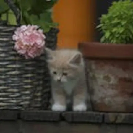 Idyllic Small Farm Appartement