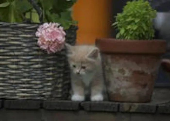 Idyllic Small Farm Lägenhet